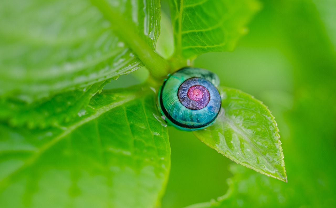 Top 5 Techniques for Eco-Friendly Weed Control